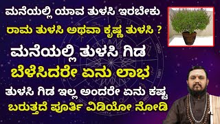 ಮನೆಯಲ್ಲಿ ಯಾವ ತುಳಸಿ ಇರಬೇಕು ರಾಮ ತುಳಸಿ ಅಥವಾ ಕೃಷ್ಣ ತುಳಸಿ ? | ಮನೆಯಲ್ಲಿ ತುಳಸಿ ಗಿಡ ಬೆಳೆಸಿದರೇ ಏನು ಲಾಭ