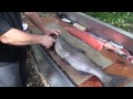 salmon filleting 101