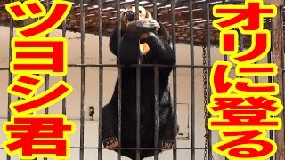 オリに登るツヨシ君　徳山動物園　マレーグマ