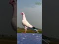 kabutarbazi status 47akashpigeonvlogers kabootar sidhumoosewala song kabutarbazi video viral pigeon