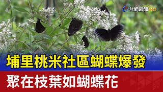 埔里桃米社區蝴蝶爆發 聚在枝葉如蝴蝶花