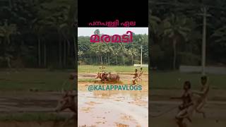 പനപ്പള്ളി ഏല മരമടി കോളയും പോരും 💥#adventure #kalapoot #maramadi #farming #video #cattle #bull#shorts