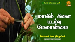 மாவில் கிளை படர்வு மேலாண்மை   | Agricultural Technology