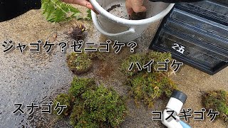 山で苔採集してきた