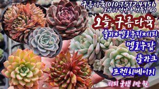 매장에서 달궈진 준비된 다육이들! 건강하고 예쁜 다육이들 소개합니다! 구름다육 010.7572.4956 💕