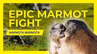 Epic Marmot Fight - Marmota Marmota