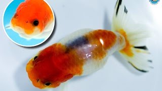 SOLD | Ranchu Goldfish for Sale *FB1493