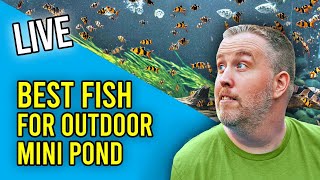 🔴Live - Summer Temporary Ponds &  Q&A #248