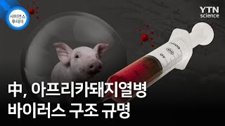 中, 아프리카돼지열병 바이러스 구조 규명 / YTN 사이언스