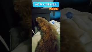 おもちゃの取り合い#shorts #short #ショート #ショート動画 #トイプードル #ピンプー #犬 #多頭飼い #ペット #癒し  #かわいい #dog  #funny #cute