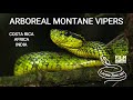 Venomous palm pit vipers from Costa Rica, Bothriechis, African bush vipers, Indian pit vipers