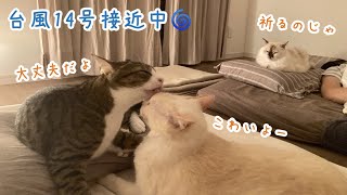 【台風14号の夜】嵐が怖くて末っ子猫に慰めてもらうムニムニの妖精とそれを見守るフワフワのスフィンクス