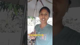 பிறந்த குழந்தைக்கு தேன் கொடுக்கலாமா?#viral #shorts #agriculture #honey  #beekeeping #beekeeper