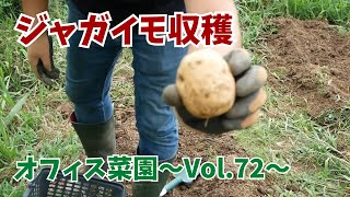 越冬と購入の種イモ結果検証・ジャガイモの収穫【オフィス菜園】～Vol.72～