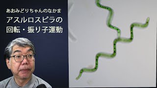 アルスロスピラの回転・振り子運動（植物研究部 辻彰洋）