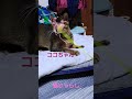 猫じゃらしで遊ぶ猫たち！　最初ココちゃんが遊んでたのにレンくんに取られて退散😅　　　　　　　　　　　　 ねこ 猫　 猫じゃらし　 ふたご ココちゃん レンくん　 かわいい