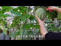 你囤了多少的瓜果蔬菜过冬？harvest vegetable for winter