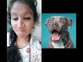 ഇതിൽ ഇപ്പൊ ഏതാ ഒറിജിനൽ youtubeshorts shorts talent challenge imitation dogs expression