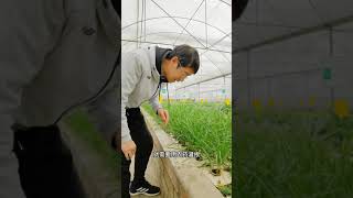 Aquaponics鱼菜共生种植的极品韭菜，你想不想尝尝？