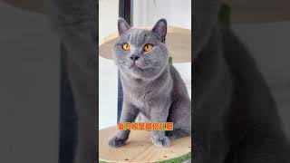 爆笑猫咪——中文四六级加强版，不服来战啊