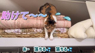 落ちそうで焦る猫ww 【ロング】