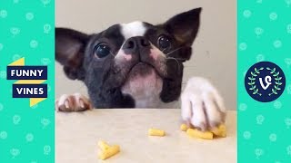 TRY NOT TO LAUGH - Funny Animals Compilation | Cute Dog Videos | Funny Vines April 2018