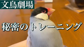 【爆笑】文鳥劇場　秘密のトレーニング　#240