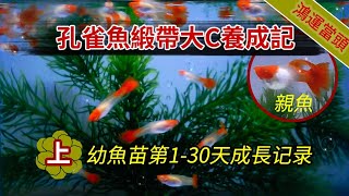 孔雀魚緞帶大C養成記特別篇(上)-孔雀魚幼魚苗1-30天成長过程