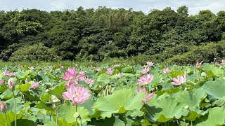 新北市淡水區 屯山荷花池 二訪 荷花蓮花開囉 跟山豬堀荷花田比一比 交通便利 帶你走一圈