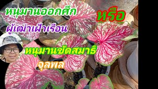 บอนสี#ผู้เฒ่าเฝ้าเรือน#หนุมานออกศึก#หนุมานขัดสมาธิ#ตับรามเกียรติ์