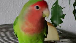 Agaporniden Unzertrennliche Rosenköpfchen lovebirds