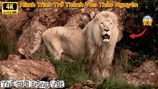 Sư Tử Trắng - Hành Trình Trở Thành Vua Thảo Nguyên