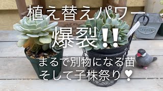 【多肉植物】ビフォーアフターにビックリ🤣これぞ植え替えパワー💪 に子株爆誕❣️