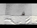 Bed Bugs On Tape - Bettwanzen auf Klebeband Bed Bugs On Tape - Bettwanzen auf Klebeband