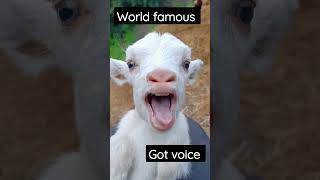 World famous whigt got voice