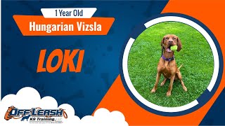 Best Hungarian Vizsla Dog Training | Loki | Dog Training in London