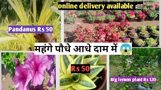 Delhi low budget nursery for all types of plants/ February month buying plants