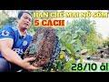 Đập xử lý đáy chậu tìm ra 5 cách HẠN CHẾ MAI NỞ SỚM hiệu quả 28/10 âl cho các giống mai vườn Lộc Tài