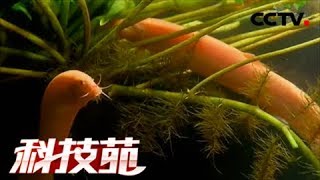 【Agricultural Technology】20171113 | CCTV Agriculture