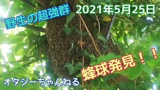 日本みつばち 野生の超強群 分蜂蜂球発見！ 2021年5月25日