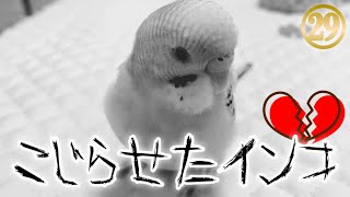 【セキセイインコ】お迎え29日目【こじらせたインコはこちら】