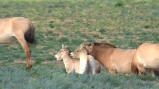 World Record Horse Twins Turn One Month Old