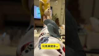 玩鳥兼健身😂 #太平洋鸚鵡阿飽 #parrot #鸚鵡