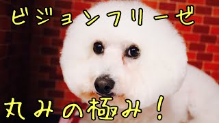 【ビションフリーゼのカット】ゴワつかない丸さの出し方［兵庫ペット医療センター トリミング 尼崎 犬動画　］Happy dog glooming