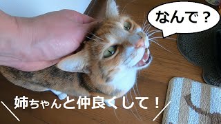 姉妹喧嘩をして説教されても反省の色が無い妹猫