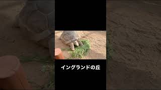 【淡路子連れゆる旅】イングランドの丘#shorts #子連れ旅行 #ファミリーvlog