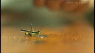 Grasshopper Hops