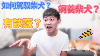 【柴犬抖宅大人】養柴必看秘訣！想養柴犬？如何駕馭？要注意什麼？