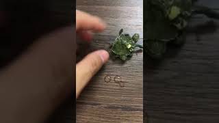 双头龟1！Double headed tortoise 両頭の神亀양쪽의 거북.