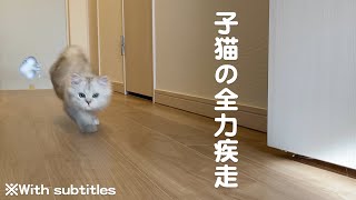 子猫の全力疾走【ミヌエット】#minutecat